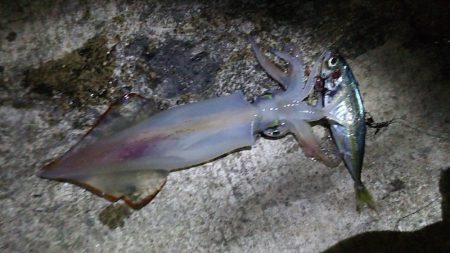 アジでイカを釣る