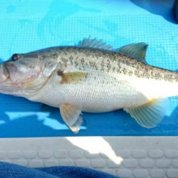 南湖レンタルボート