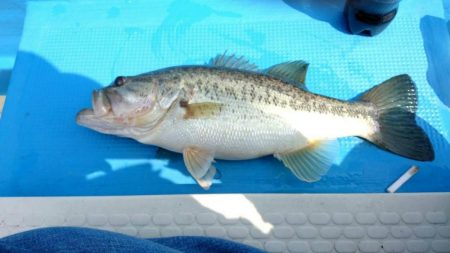 南湖レンタルボート