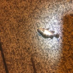 津田港でちょい釣り