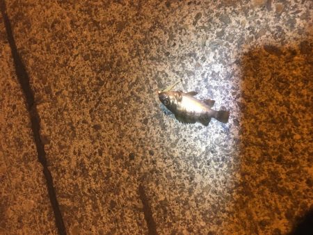 津田港でちょい釣り