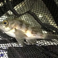 大潮満月メバリング