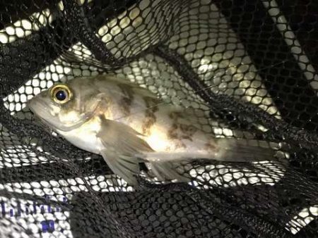 大潮満月メバリング