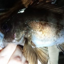 久しぶりのメバリング