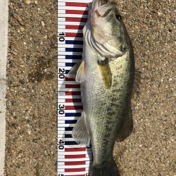 桜満開の琵琶湖で初バスゲット