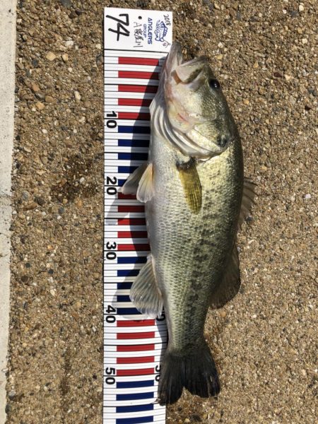 桜満開の琵琶湖で初バスゲット