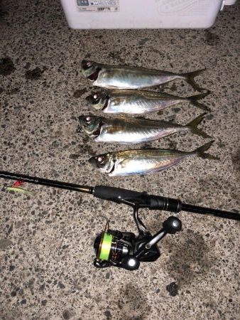 やた！初尺アジ