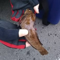 ガシラを求めて