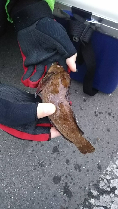 ガシラを求めて