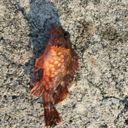 連日のアジさがし