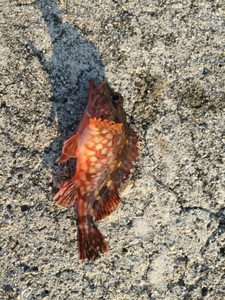 連日のアジさがし