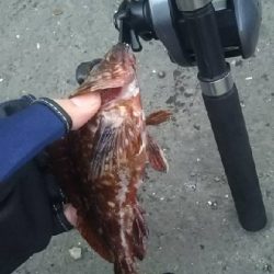 ガシラを求めて2