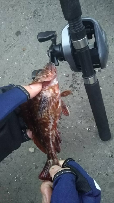 ガシラを求めて2