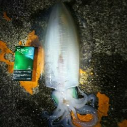 春イカ釣れた(^^)