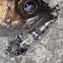 nada（ナダ）　テリアで釣れたプラッキングメバル　釣り情報まとめ
