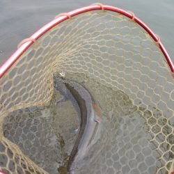 アクアヘブンで大型レインボーと大型イワナ