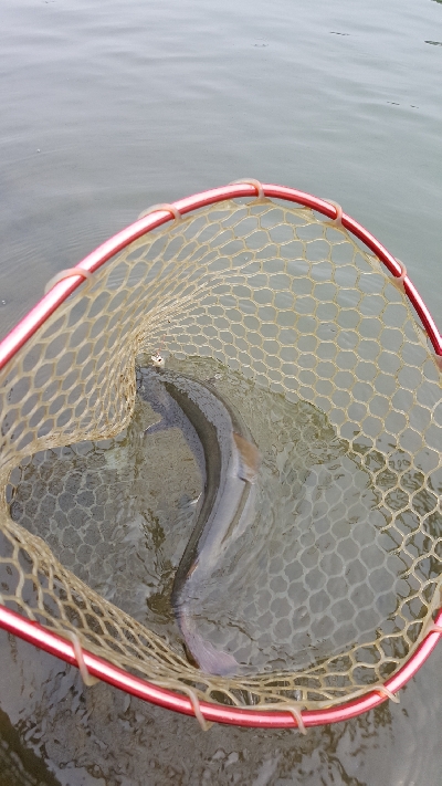 アクアヘブンで大型レインボーと大型イワナ