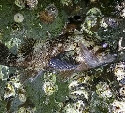 メバル釣れちゃいました。