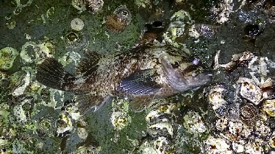 メバル釣れちゃいました。