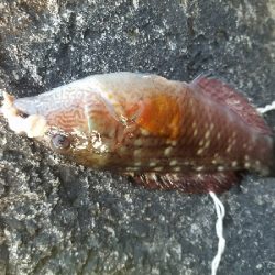 ガシラ釣り　～ブラクリ忘れた～