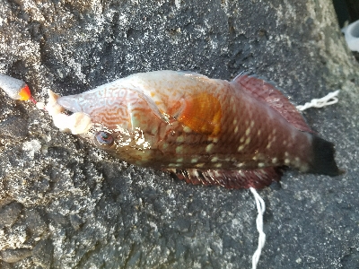 ガシラ釣り　～ブラクリ忘れた～