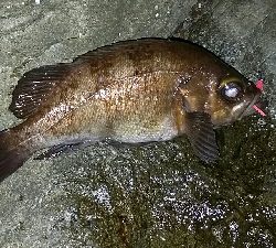 でかいのバラしたー