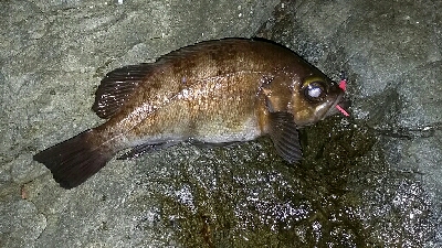 でかいのバラしたー