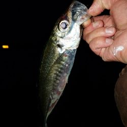 約一ヶ月半ぶりのアジ♪♪♪