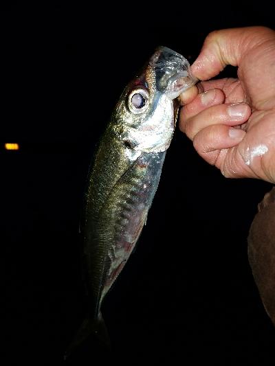 約一ヶ月半ぶりのアジ♪♪♪