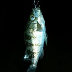 週末、人が多くなってきた。