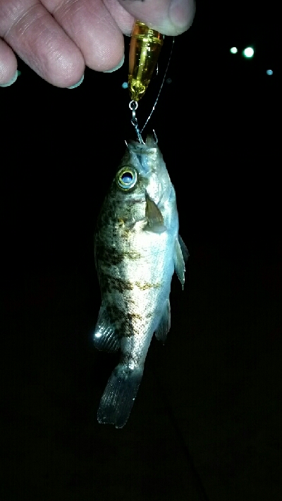 週末、人が多くなってきた。