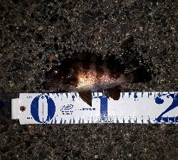 チーバスに邪魔される～