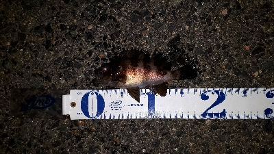 チーバスに邪魔される～