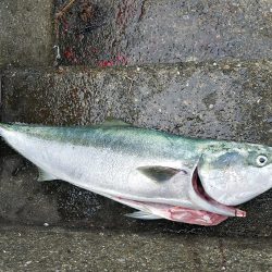 カマスからのハマチ