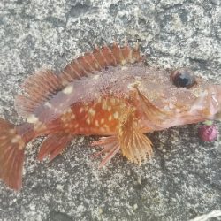 ガシラ釣り ~タチウオいません~