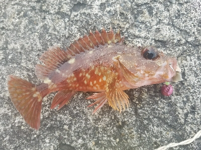 ガシラ釣り ~タチウオいません~