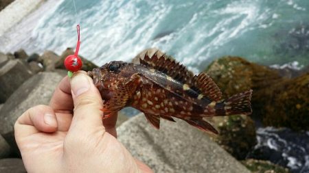 メバリング諦めてガシラのブラクリ釣り