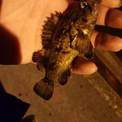 雨後の濁りのなかメバリング