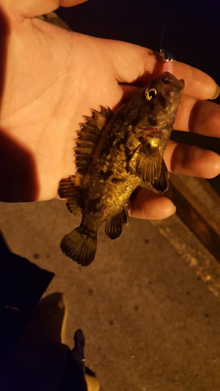 雨後の濁りのなかメバリング