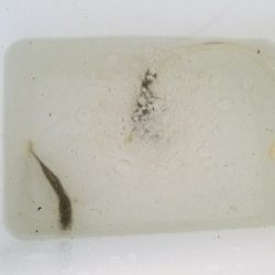 淡水小物釣り ~まだ活性低いかな~