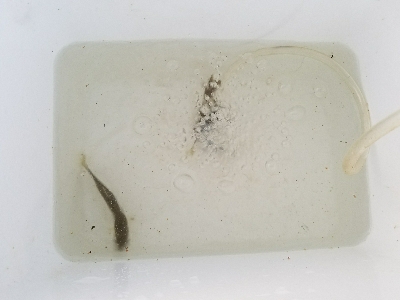 淡水小物釣り ~まだ活性低いかな~