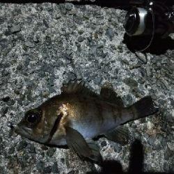 メバリング堪能