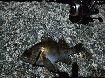 メバリング堪能