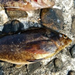 花見ガレイを狙いに･･･