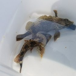 やっぱり穴釣り