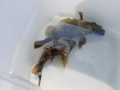 やっぱり穴釣り