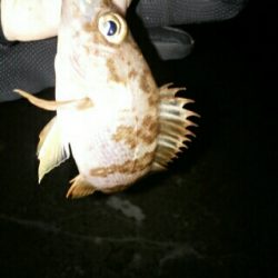 沼島遠征釣行その1