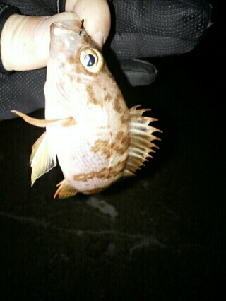 沼島遠征釣行その1