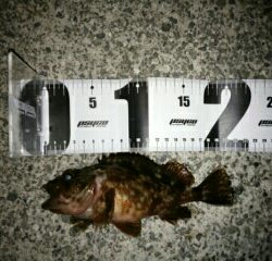 沼島遠征釣行その2