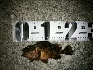 沼島遠征釣行その2